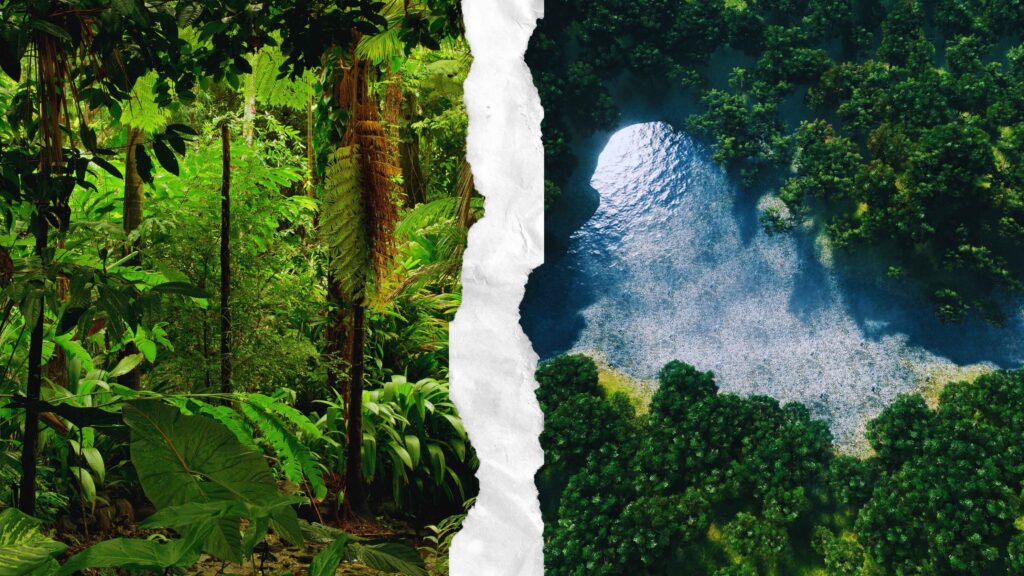 Ecosystem