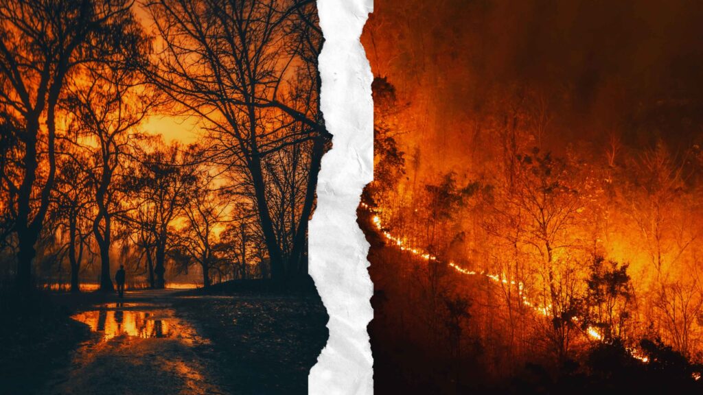 Forest Fire