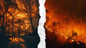 Forest Fire
