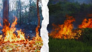 Forest Fires Impact the Environment