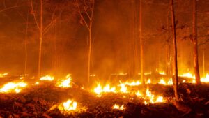 Is Forest Fire is Good?