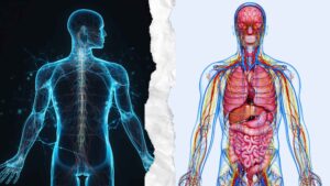 Learning About Human Body