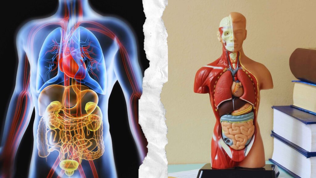 Human Body Education