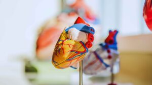 Human Heart