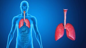 Human Lungs