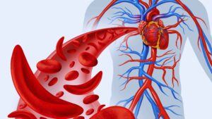 How Heart Works