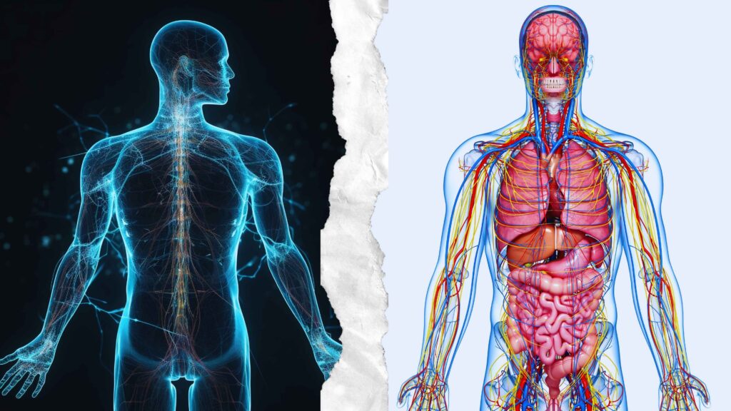 Human Body