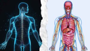 Human Body