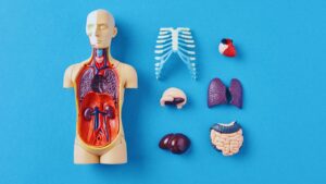 Main Parts of Body