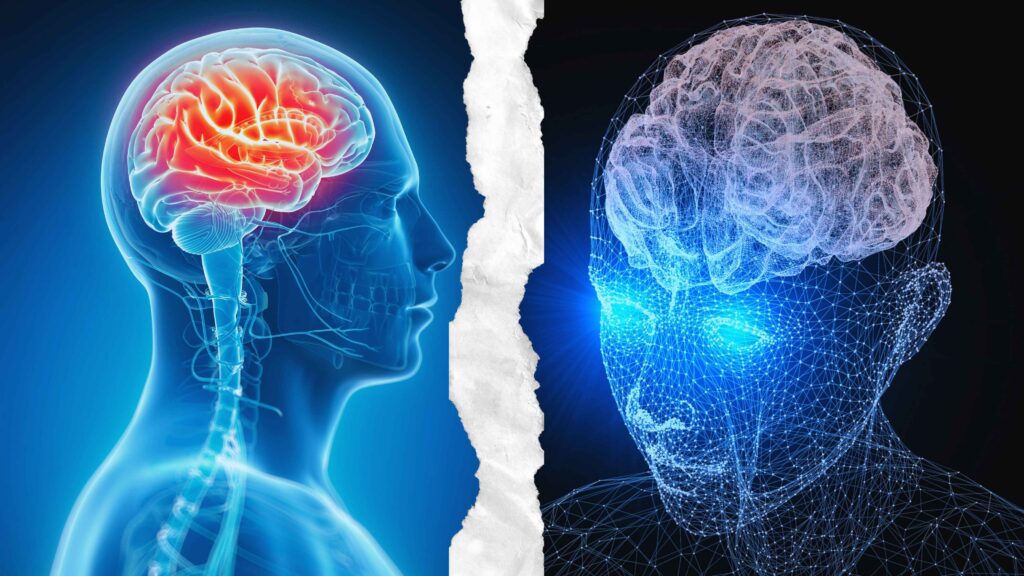 Human Brain