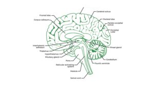 Brain