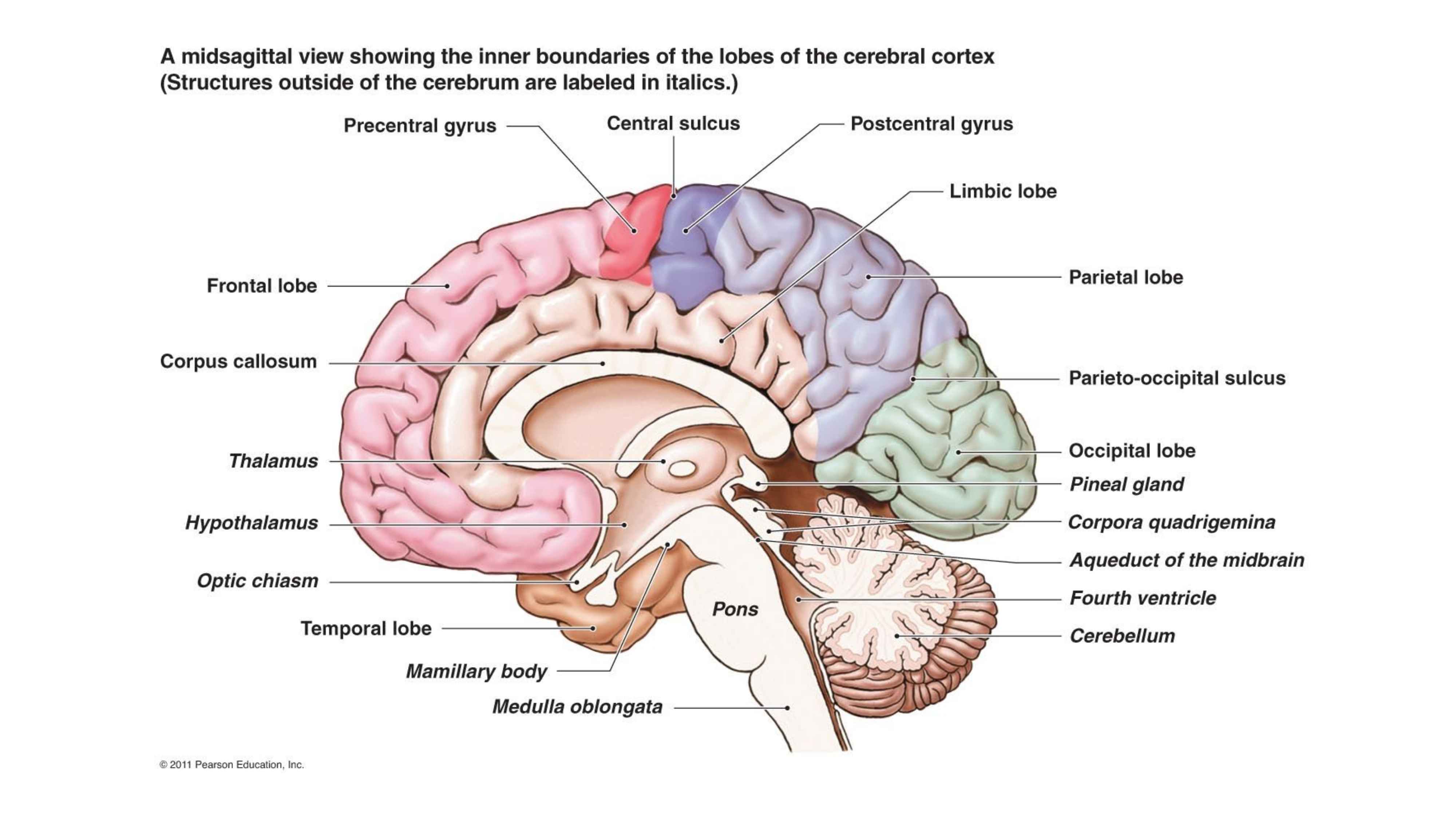 Parts of Brain