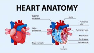 Why Heart is Important?
