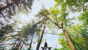 Mindfulness