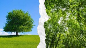 Trees