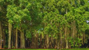 Trees Produce Oxygen